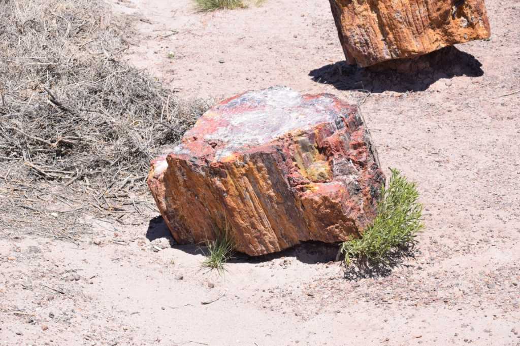 DSC_0119Mittel_.JPG
